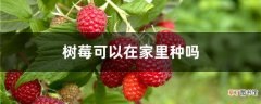 【树莓】树莓可以在家里种吗