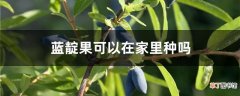 【家里】蓝靛果可以在家里种吗