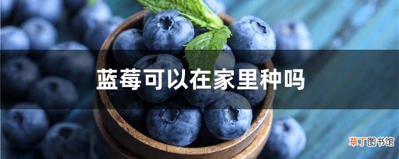 【家里】蓝莓可以在家里种吗