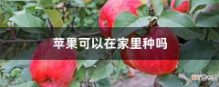 【家里】苹果可以在家里种吗