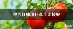 【西红柿】种西红柿用什么土比较好