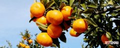 【花期】柑橘花期能用矿物油吗