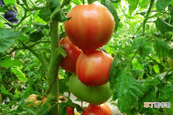 【种植】番茄种植技术