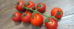 【种植】番茄种植技术