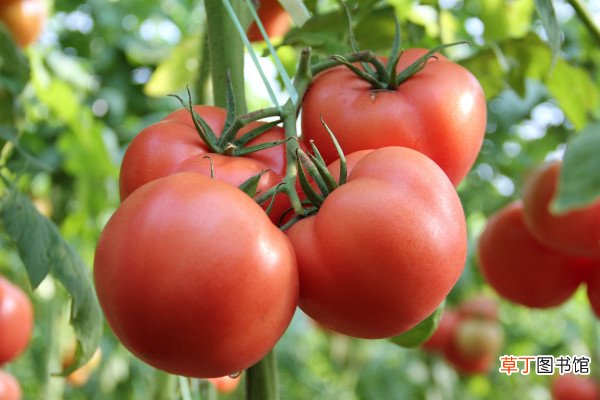 【种植】番茄的种植