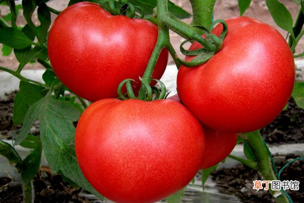 【种植】番茄的种植