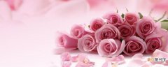 【玫瑰】粉玫瑰花语是什么