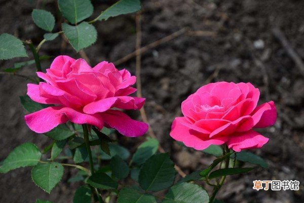 【玫瑰】粉玫瑰花语是什么
