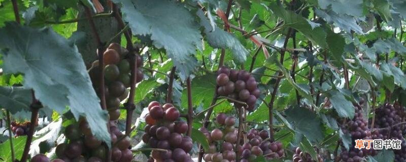 【种植】葡萄种植方法