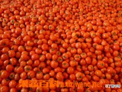 【树】番茄树种植技巧
