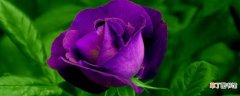 【玫瑰】紫色玫瑰代表什么意思