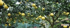 【树】柚子树的种植技术
