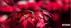 【叶子】红枫怎么养叶子才能红