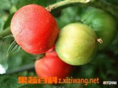 【吃】西红柿的吃法和功效