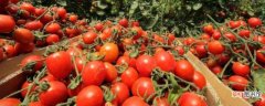 【种子】种番茄种子过程