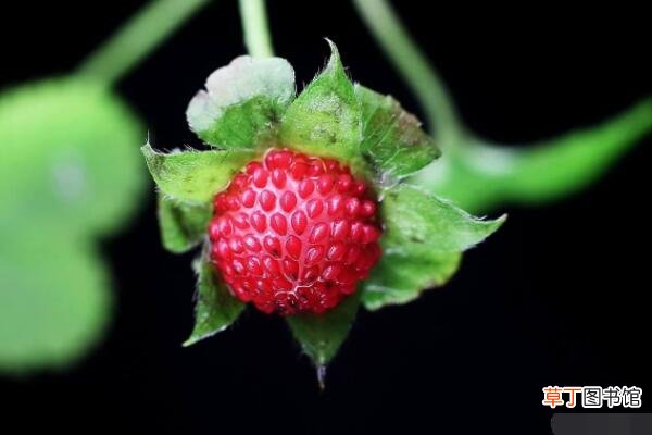 【吃】蛇莓怎么吃