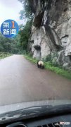 熊猫下山！公路偶遇野生成年大熊猫是什么体验？