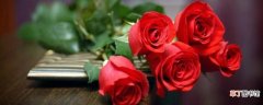 【玫瑰】传奇红玫瑰的花语