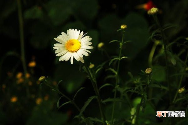 【花】白晶菊花语是什么