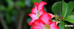 【养殖】红蝉花的养殖方法