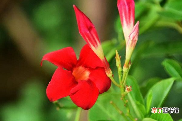 【养殖】红蝉花的养殖方法