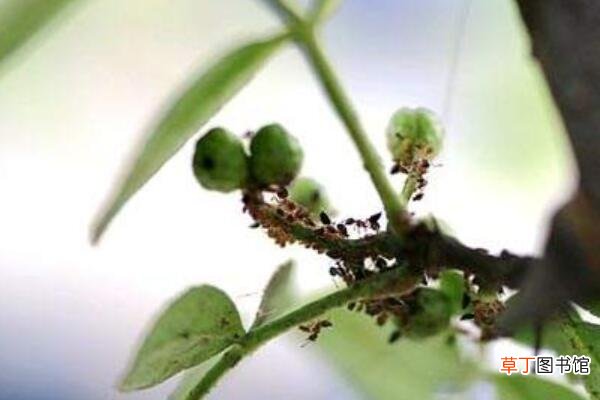 【花椒】花椒蚜虫用什么药防冶