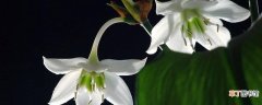 【花】白玉簪花的养殖方法