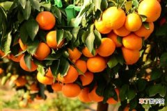 【树】柑橘树干蛀虫用啥药 什么时候可以喷矿物油