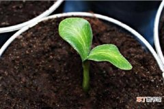 【土壤】花盆里小黑飞虫用什么药 怎样改善花盆里的土壤