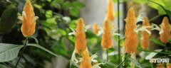 【养殖】金苞花的养殖方法