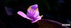 【花盆】什么花盆适合养紫竹梅