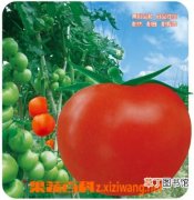 【功效】番茄红素的主要功效和作用