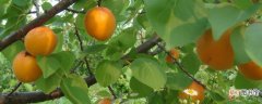 【杏子】杏子怎么种