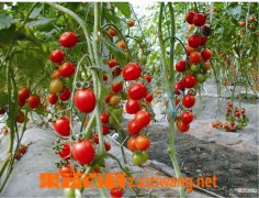 【防治】番茄青枯病症状和防治