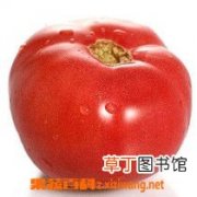 【新芽】番茄如何发新芽