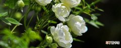 【花】木香花的种植养护方法