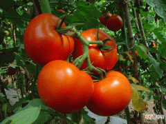 【种植方法】番茄种植方法技巧