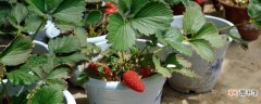 【养殖】草莓养殖方法和注意事项盆栽