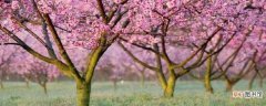 【桃树】桃树施肥时间和方法