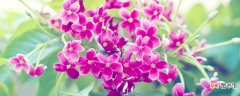 【丁香】紫丁香种植方法