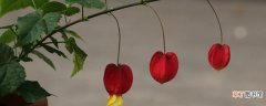 【花】藤本灯笼花的种植方法