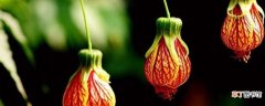 【灯笼花】爬藤灯笼花的养殖方法