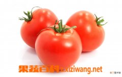 【番茄】吃番茄注意事项，来看看吃西红柿的学问