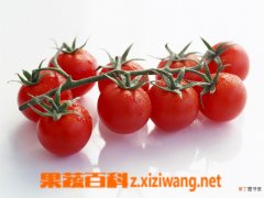 【作用】番茄红素的十大药理作用
