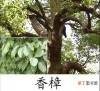 【香】经济苗木香樟快速繁殖法