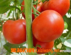 【生长】番茄生长环境要求，什么样的地方才能种番茄