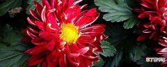 【花】红菊花有什么意思