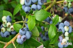 【叶子】蓝莓叶子干燥是什么原因造成的