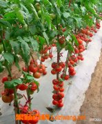【大棚】如何防治大棚番茄茎腐病