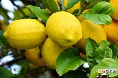 【树】橙子树和柠檬树的区别是什么 如何辨别这两种植物